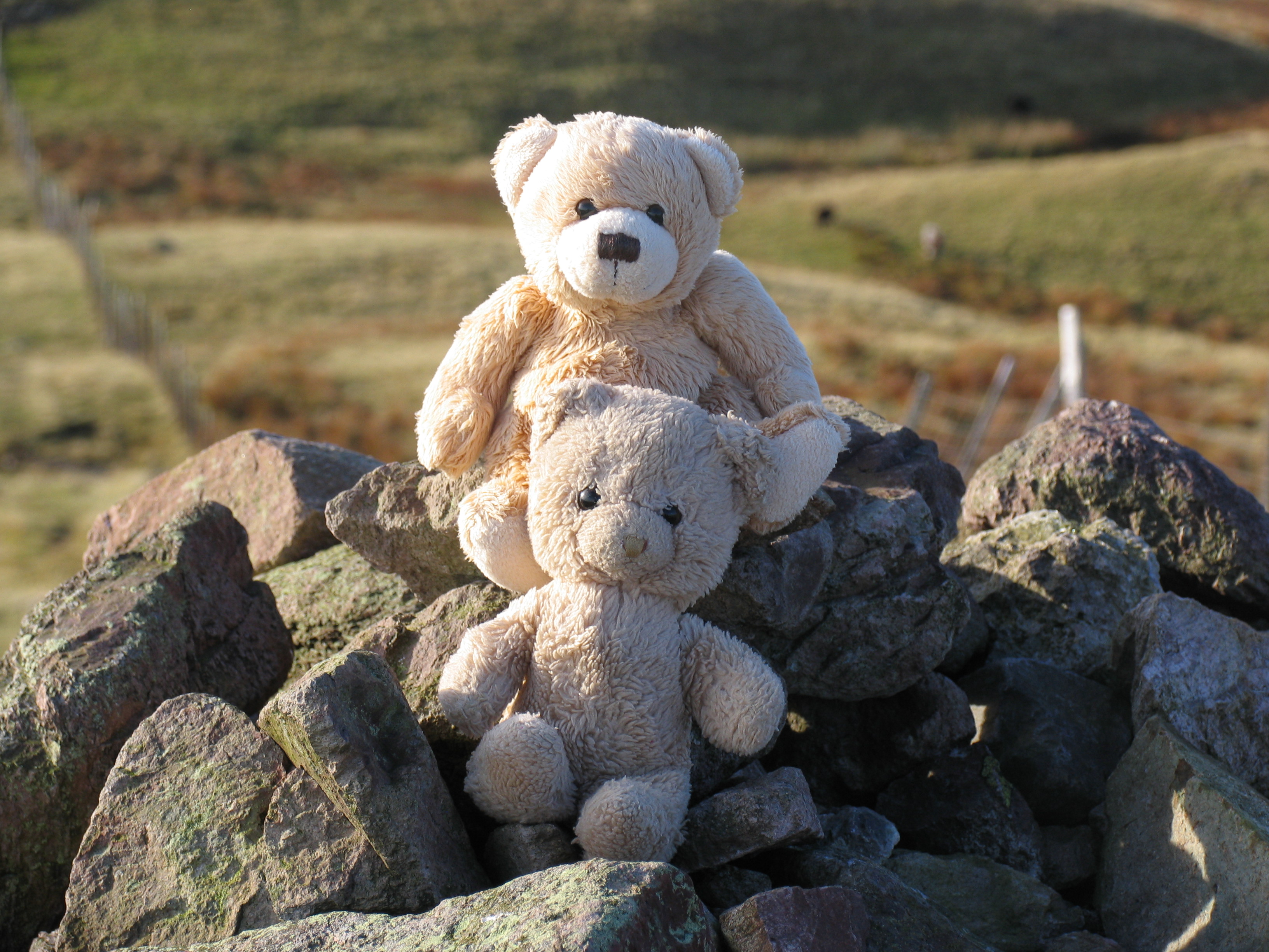 Tommy Ted and Tedster on Steel fell